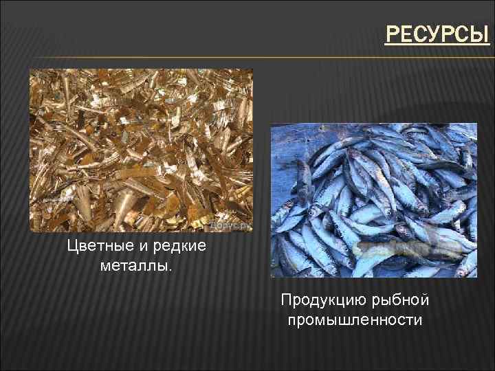 РЕСУРСЫ Цветные и редкие металлы. Продукцию рыбной промышленности 