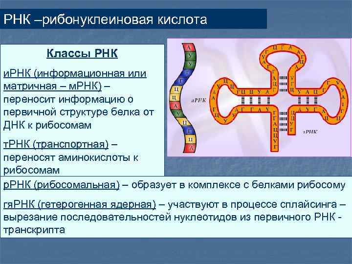 РНК –рибонуклеиновая кислота Классы РНК и. РНК (информационная или матричная – м. РНК) –