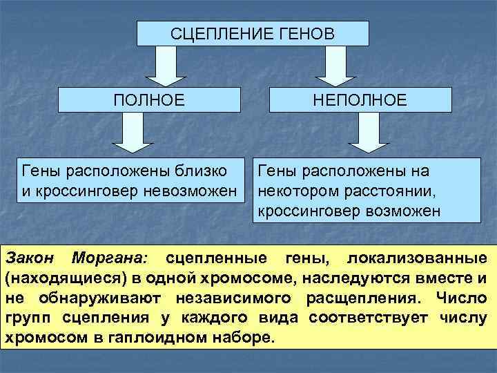 Парные гены расположены