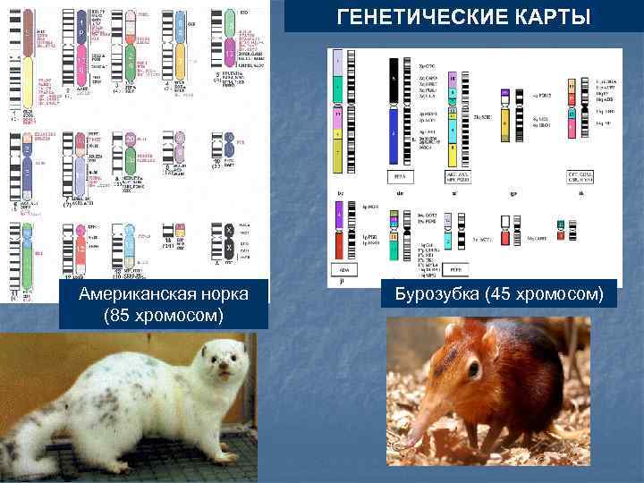 Сайт генетическая карта