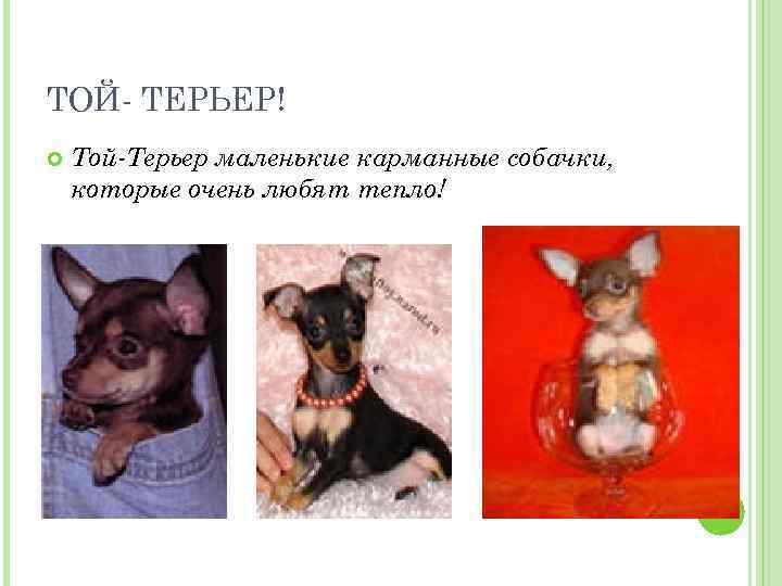 ТОЙ- ТЕРЬЕР! Той-Терьер маленькие карманные собачки, которые очень любят тепло! 