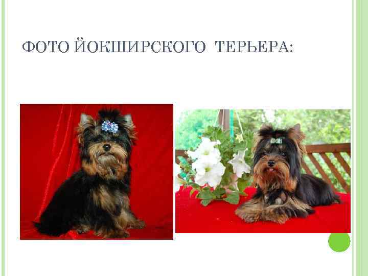 ФОТО ЙОКШИРСКОГО ТЕРЬЕРА: 