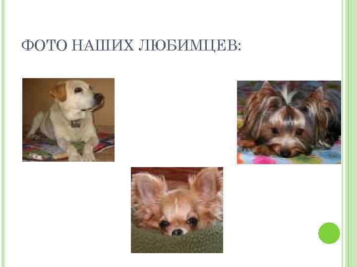 ФОТО НАШИХ ЛЮБИМЦЕВ: 