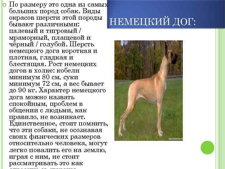  По размеру это одна из самых больших пород собак. Виды окрасов шерсти этой