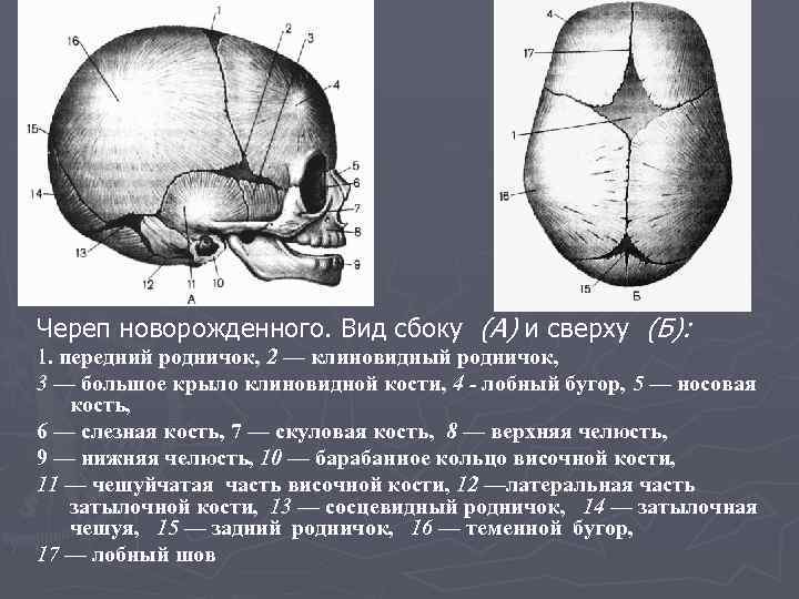 Череп новорожденного. Вид сбоку (А) и сверху (Б): 1. передний родничок, 2 — клиновидный