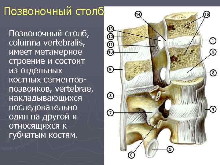 Позвоночный столб анатомия презентация