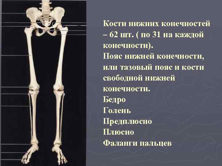 Кости нижних конечностей – 62 шт. ( по 31 на каждой конечности). Пояс нижней