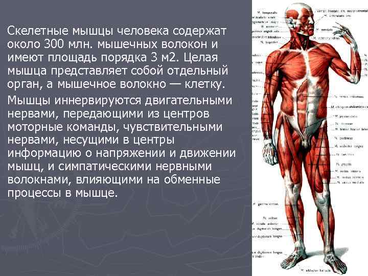 Скелетные мышцы человека содержат около 300 млн. мышечных волокон и имеют площадь порядка 3