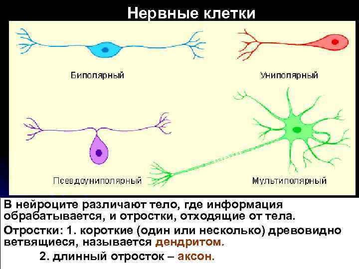 Нервные клетки В нейроците различают тело, где информация обрабатывается, и отростки, отходящие от тела.