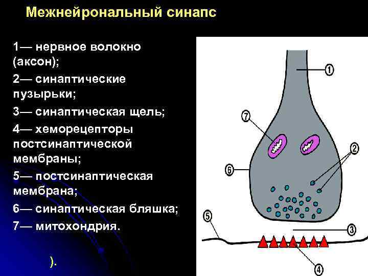 Межнейрональный синапс 1— нервное волокно (аксон); 2— синаптические пузырьки; 3— синаптическая щель; 4— хеморецепторы