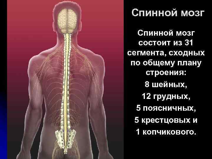 Спинной мозг состоит из 31 сегмента, сходных по общему плану строения: 8 шейных, 12