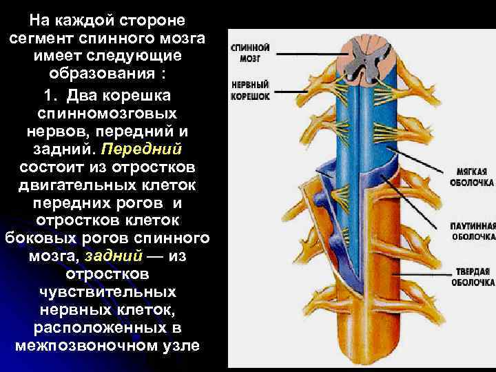 На каждой стороне сегмент спинного мозга имеет следующие образования : 1. Два корешка спинномозговых