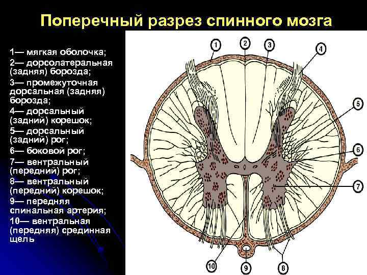Поперечный разрез спинного мозга 1— мягкая оболочка; 2— дорсолатеральная (задняя) борозда; 3— промежуточная дорсальная