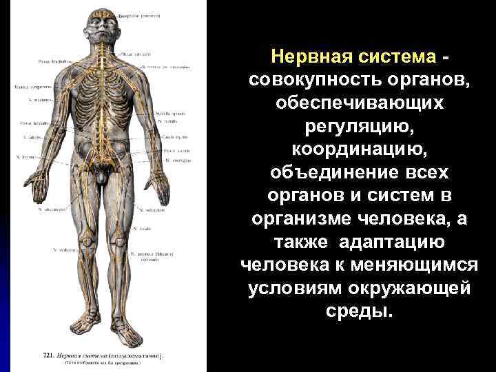 Нервная система совокупность органов, обеспечивающих регуляцию, координацию, объединение всех органов и систем в организме