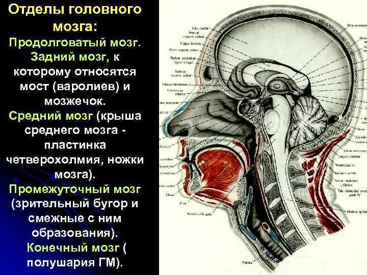 Отделы головного мозга: Продолговатый мозг. Задний мозг, к которому относятся мост (варолиев) и мозжечок.