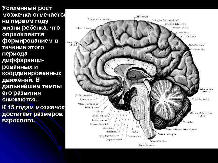 Усиленный рост мозжечка отмечается на первом году жизни ребенка, что определяется формированием в течение