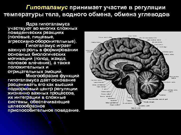 Гипоталамус принимает участие в регуляции температуры тела, водного обмена, обмена углеводов Ядра гипоталамуса участвуют