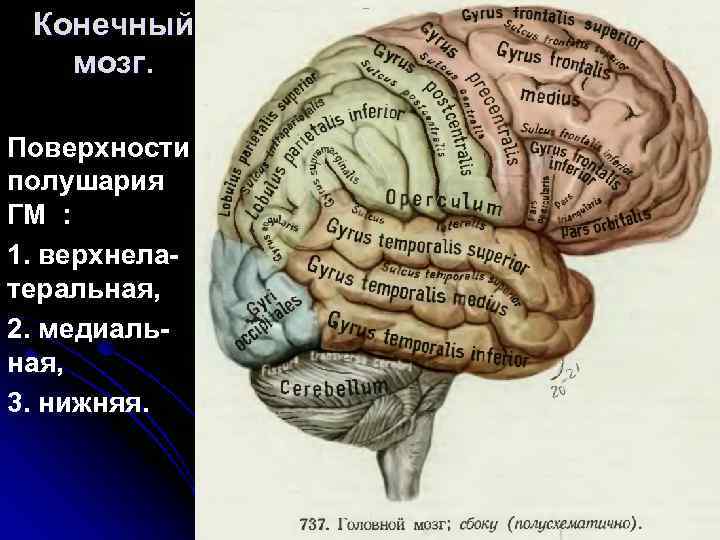 Конечный мозг. Поверхности полушария ГМ : 1. верхнела теральная, 2. медиаль ная, 3. нижняя.