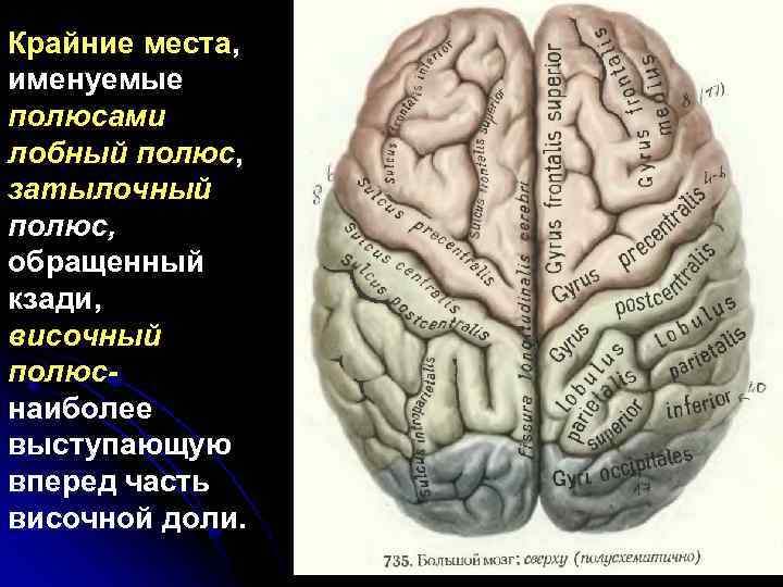 Крайние места, именуемые полюсами лобный полюс, затылочный полюс, обращенный кзади, височный полюснаиболее выступающую вперед