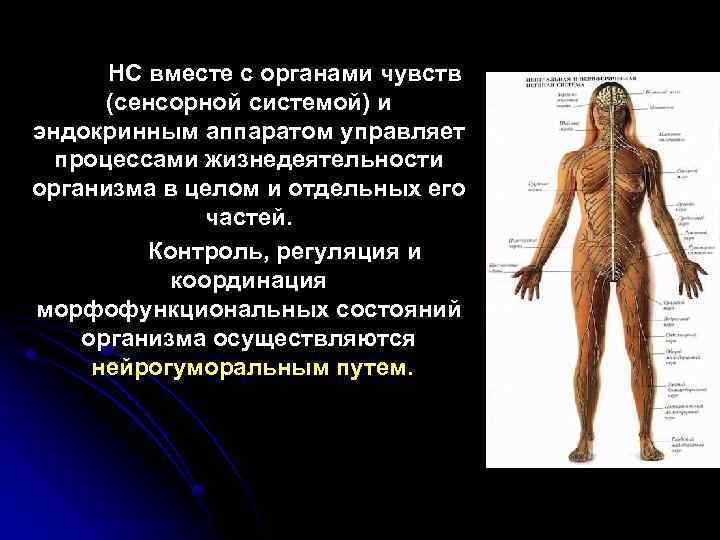 НС вместе с органами чувств (сенсорной системой) и эндокринным аппаратом управляет процессами жизнедеятельности организма