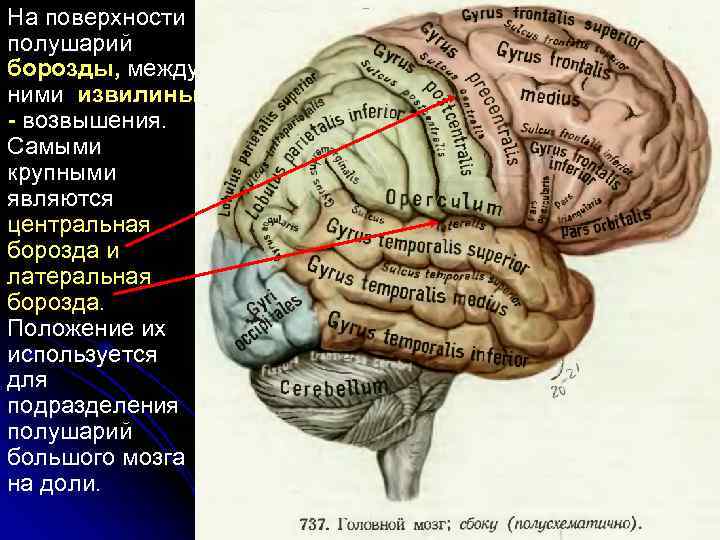 На поверхности полушарий борозды, между ними извилины возвышения. Самыми крупными являются центральная борозда и