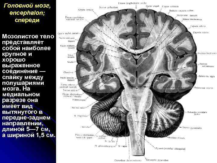 Головной мозг, encephalon; спереди Мозолистое тело представляет собой наиболее крупное и хорошо выраженное соединение