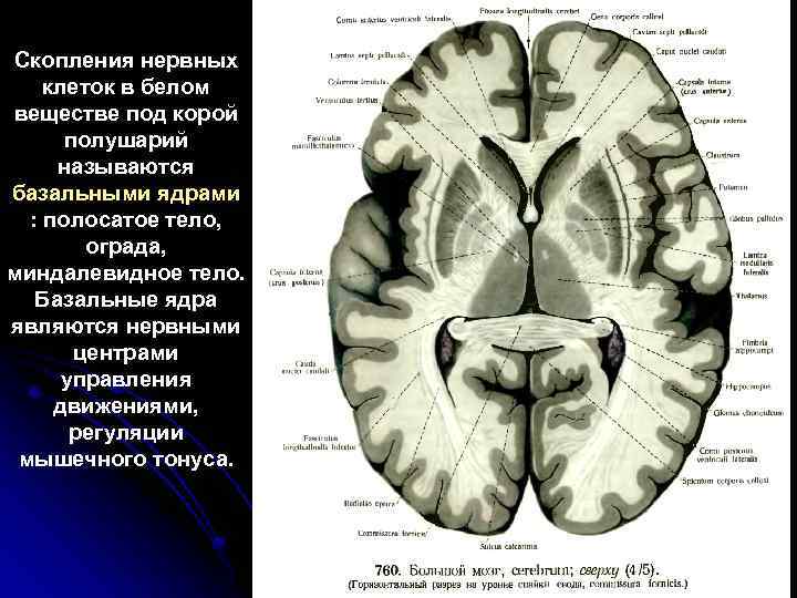 Скопления нервных клеток в белом веществе под корой полушарий называются базальными ядрами : полосатое