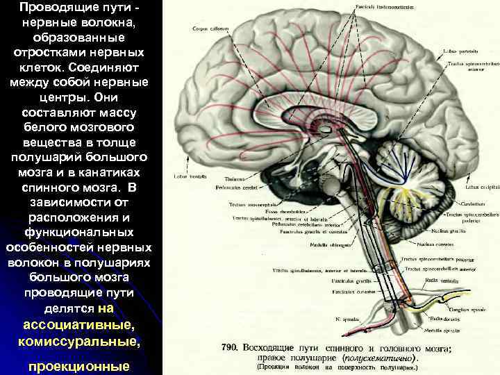 Проводящие пути нервные волокна, образованные отростками нервных клеток. Соединяют между собой нервные центры. Они