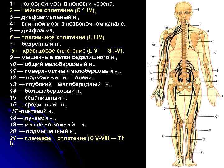 1 — головной мозг в полости черепа, 2 — шейное сплетение (C 1 IV),