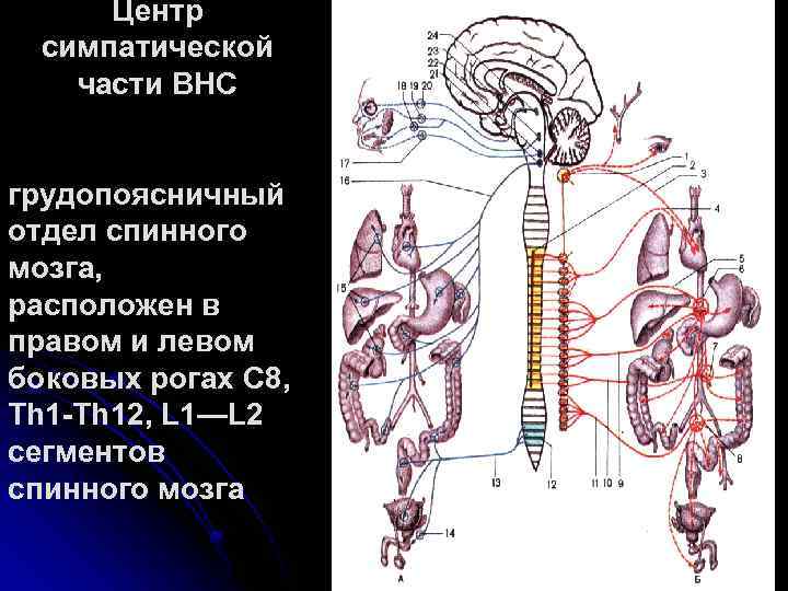 Центр симпатической части ВНС грудопоясничный отдел спинного мозга, расположен в правом и левом боковых