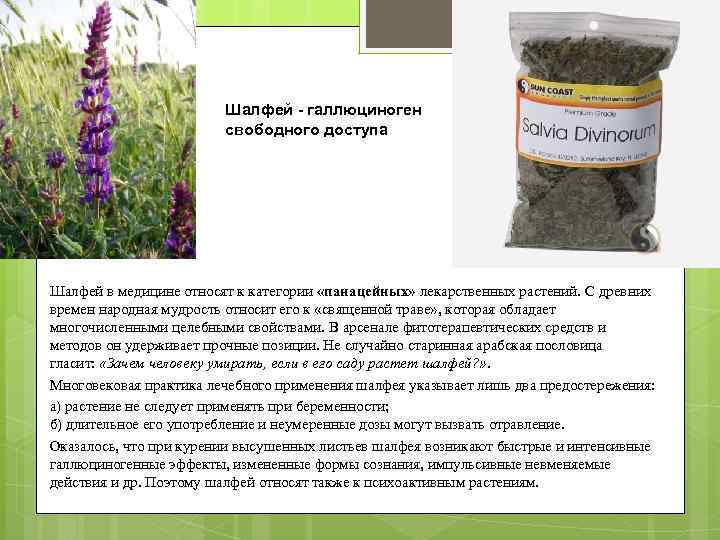 Шалфей - галлюциноген свободного доступа Шалфей в медицине относят к категории «панацейных» лекарственных растений.