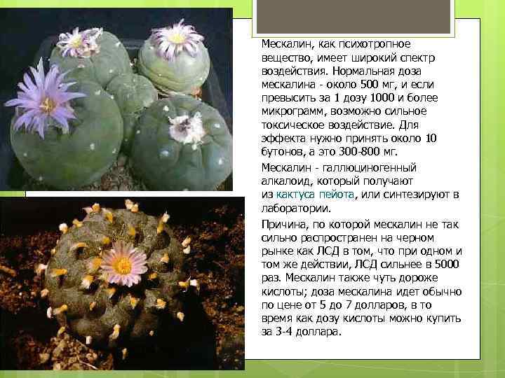 Мескалин, как психотропное вещество, имеет широкий спектр воздействия. Нормальная доза мескалина - около 500