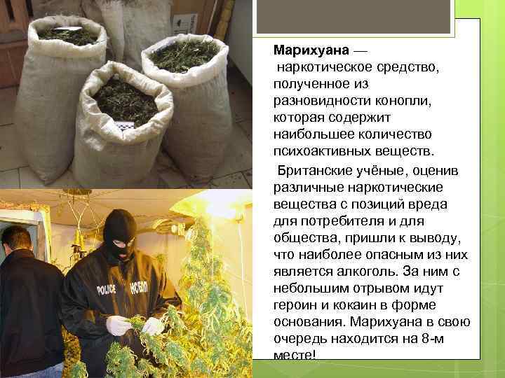 Марихуана — наркотическое средство, полученное из разновидности конопли, которая содержит наибольшее количество психоактивных веществ.