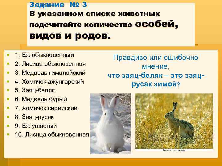 Изменение окраски шерсти у зайца беляка. Заяц Беляк. Беляк и Русак сходства и различия. Генетический критерий зайца беляка. Биохимический критерий зайца беляка.