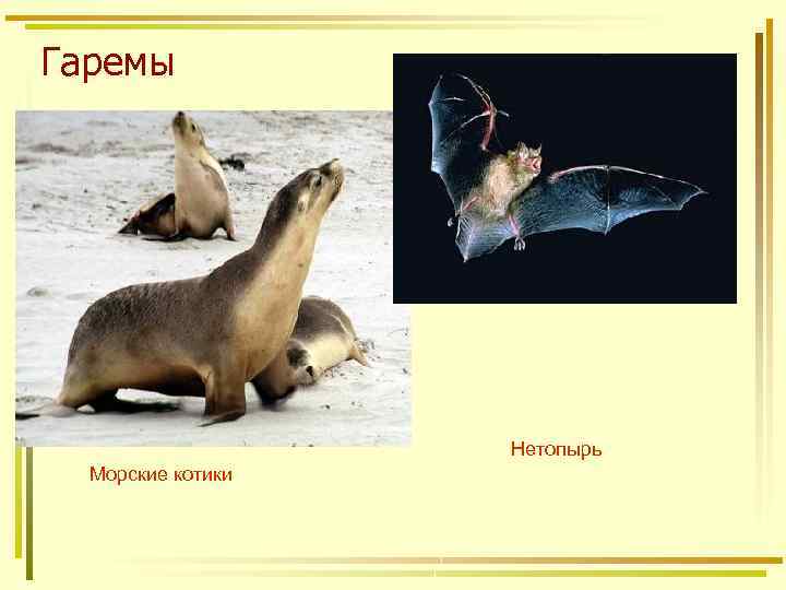 Гаремы Нетопырь Морские котики 
