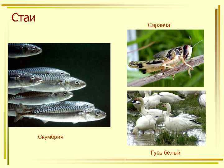 Стаи Саранча Скумбрия Гусь белый 