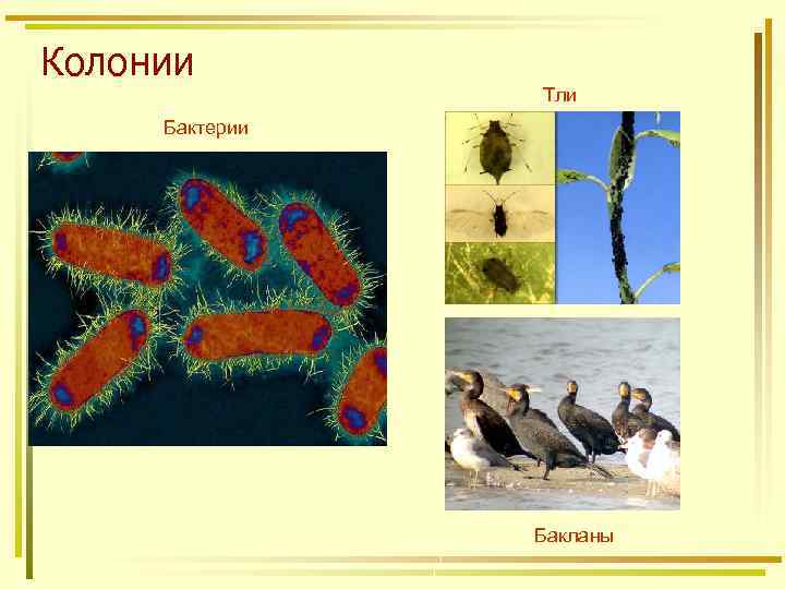 Колонии Тли Бактерии Бакланы 