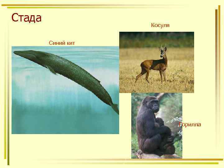 Стада Косуля Синий кит Горилла 