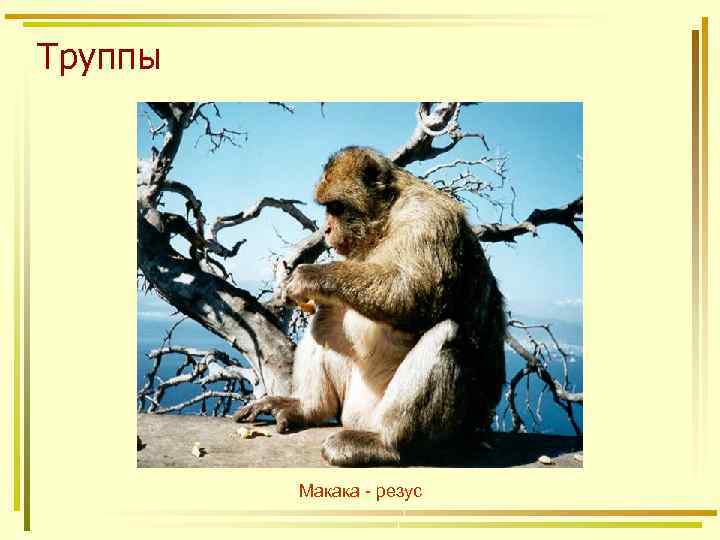 Труппы Макака - резус 