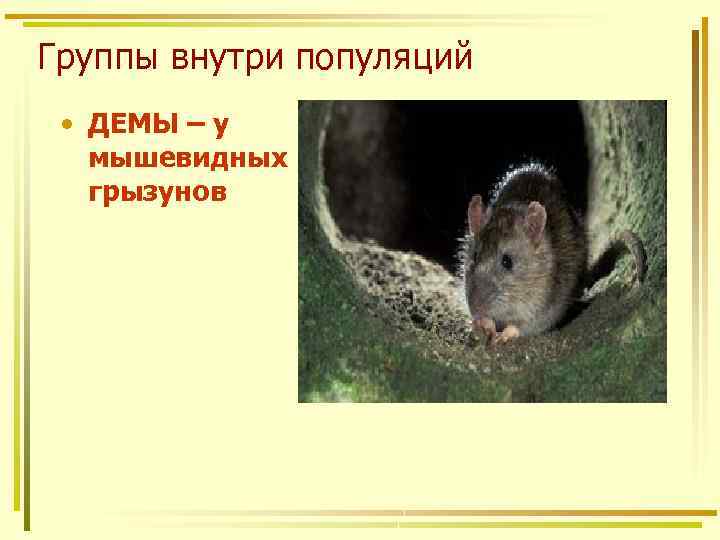 Группы внутри популяций • ДЕМЫ – у мышевидных грызунов 
