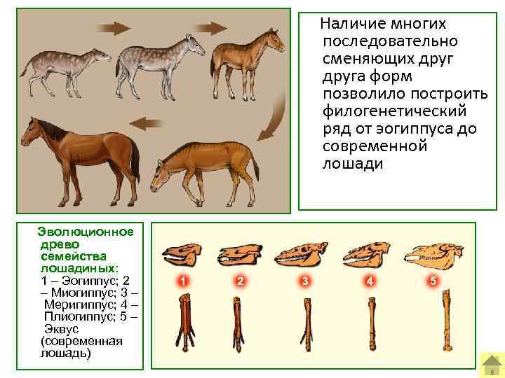  Наличие многих последовательно сменяющих друга форм позволило построить филогенетический ряд от эогиппуса до