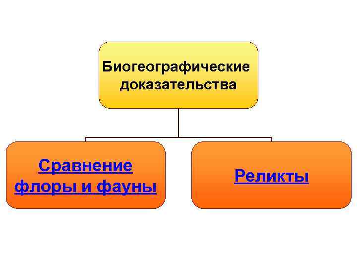 Биогеографические доказательства Сравнение флоры и фауны Реликты 