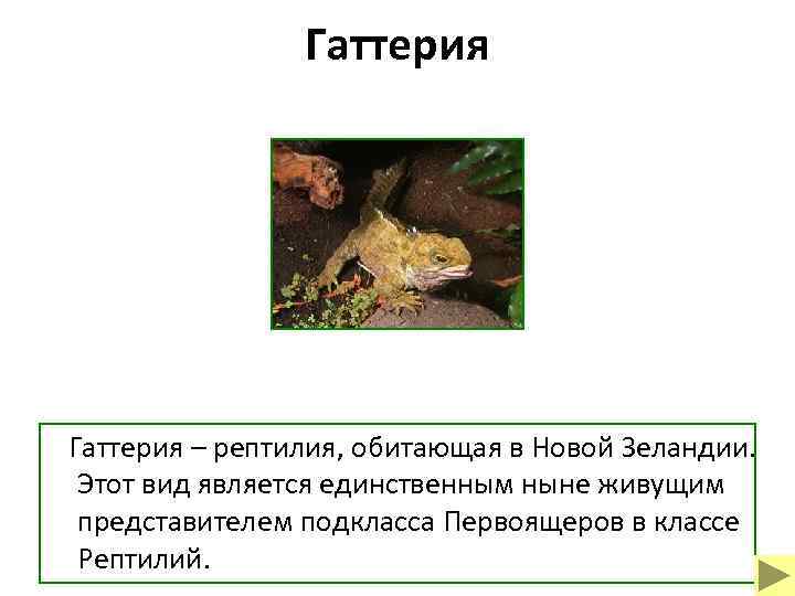 Гаттерия – рептилия, обитающая в Новой Зеландии. Этот вид является единственным ныне живущим представителем