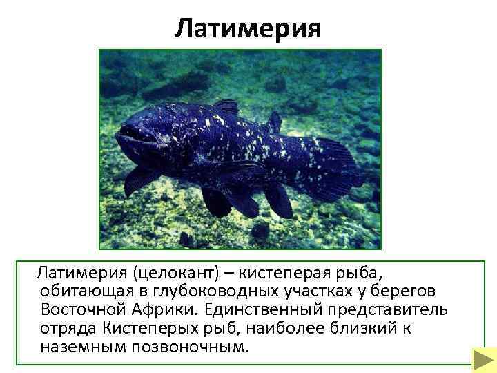 Латимерия (целокант) – кистеперая рыба, обитающая в глубоководных участках у берегов Восточной Африки. Единственный