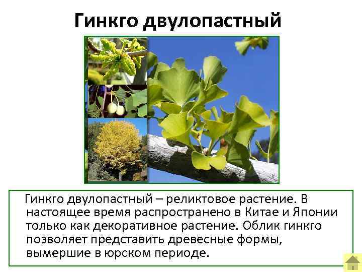 Гинкго двулопастный – реликтовое растение. В настоящее время распространено в Китае и Японии только