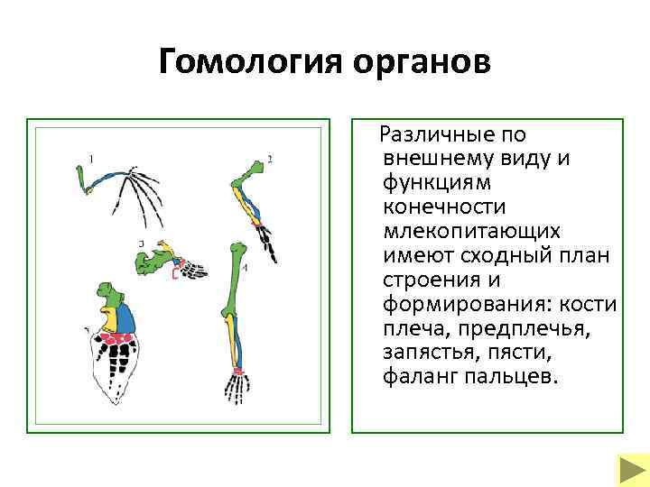 Гомология органов Различные по внешнему виду и функциям конечности млекопитающих имеют сходный план строения