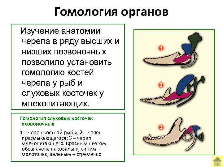 Гомология органов Изучение анатомии черепа в ряду высших и низших позвоночных позволило установить гомологию