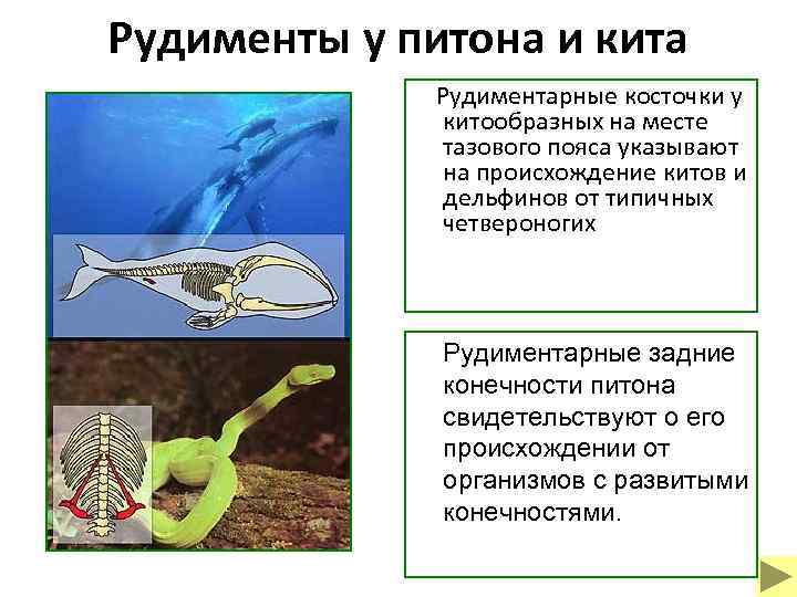 Рудименты у питона и кита Рудиментарные косточки у китообразных на месте тазового пояса указывают