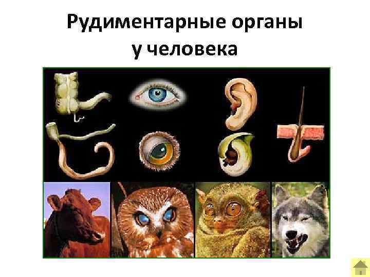 Рудиментарные органы у человека 