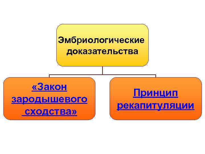 Эмбриологические доказательства «Закон зародышевого сходства» Принцип рекапитуляции 